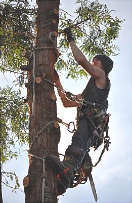 escalade-du-tronc-d-arbre